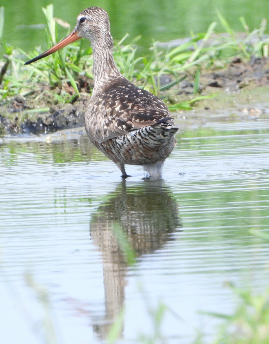 Hudsonian Godwit - ML637366693