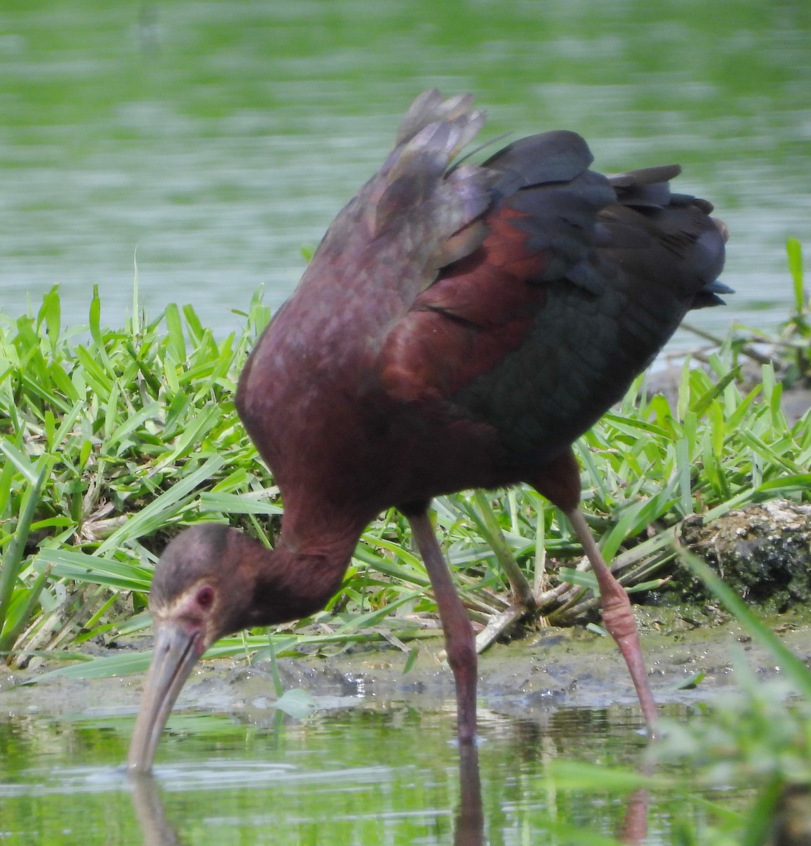 White-faced Ibis - ML637366708