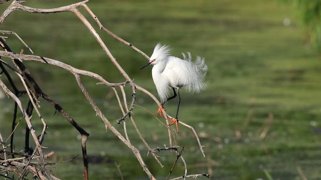 Snowy Egret - ML637366718