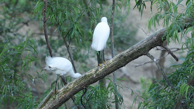 Snowy Egret - ML637366721