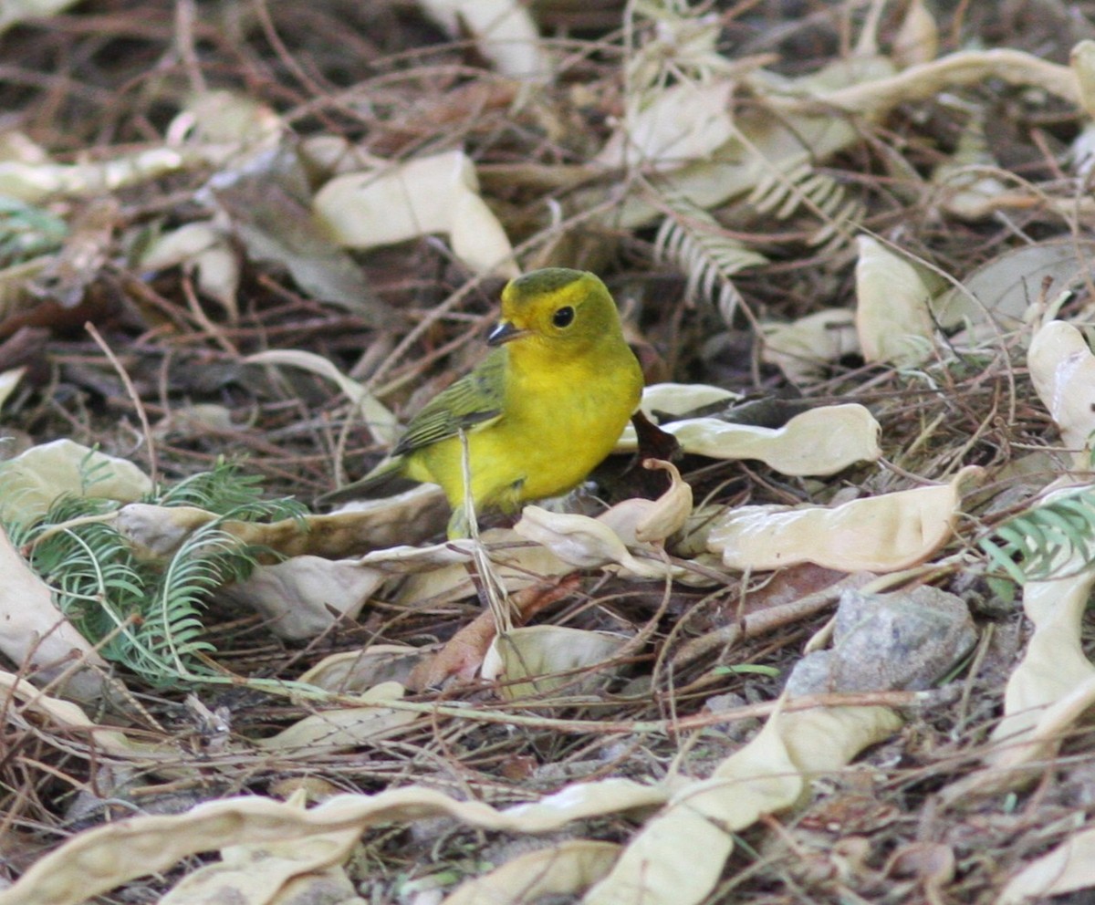 Wilson's Warbler - ML637366736
