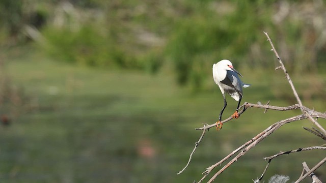 Snowy Egret - ML637366739