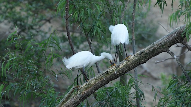 Snowy Egret - ML637366743