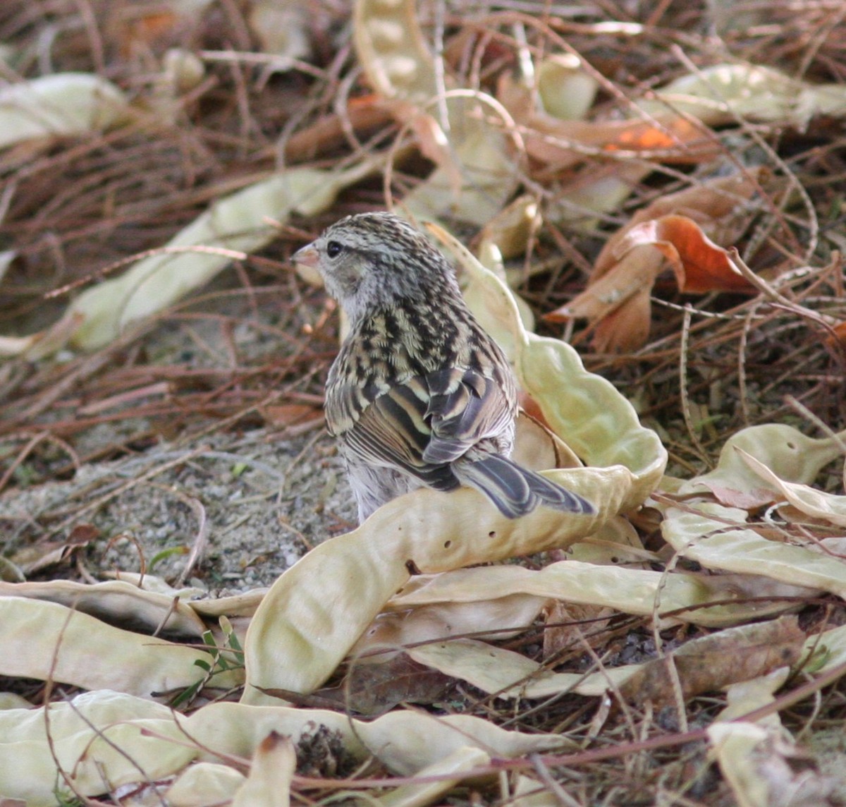 Chipping Sparrow - ML637366747