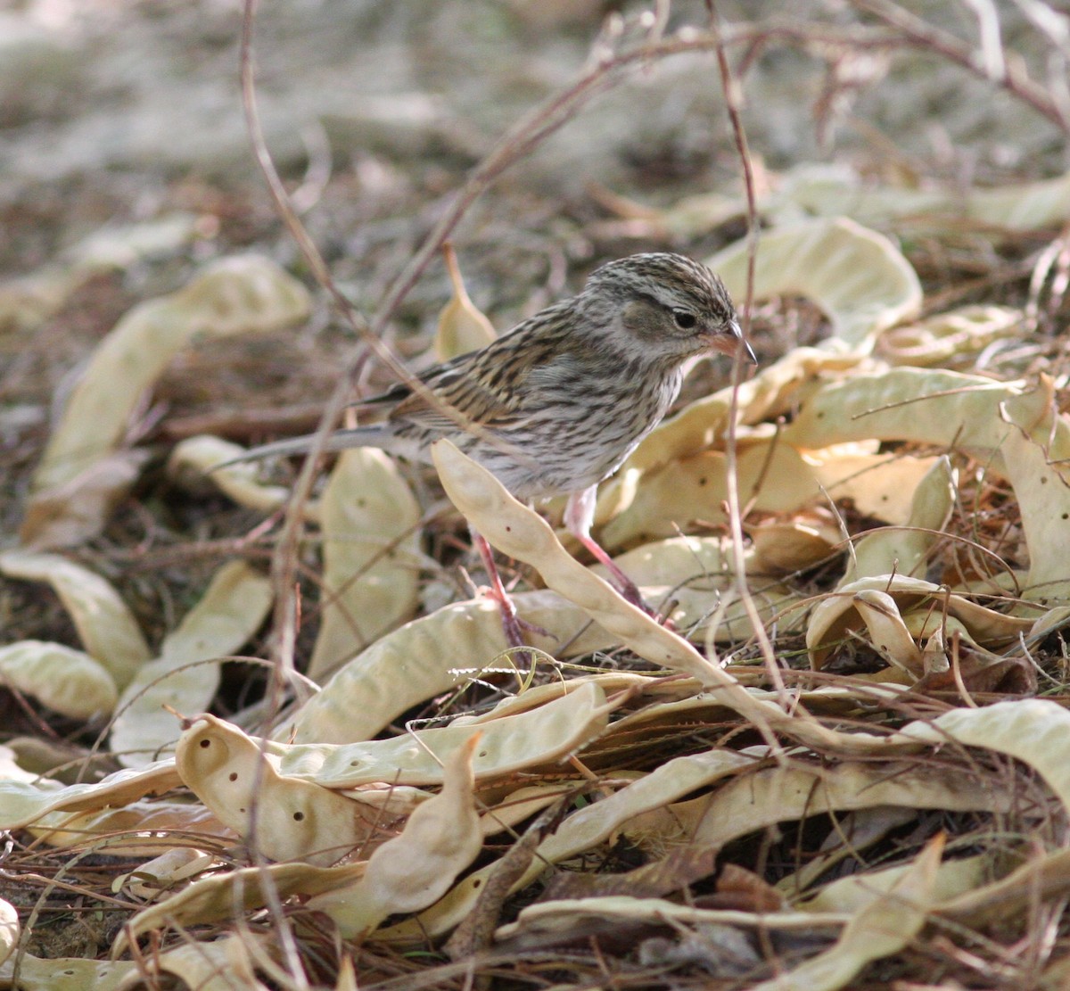 Chipping Sparrow - ML637366749