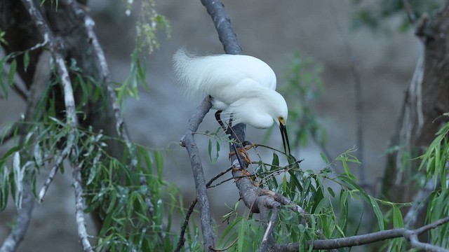 Snowy Egret - ML637366755