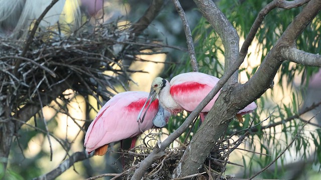 Roseate Spoonbill - ML637366760