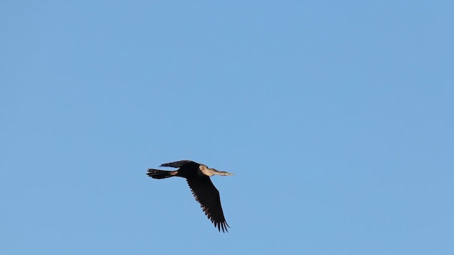 Anhinga - ML637366776