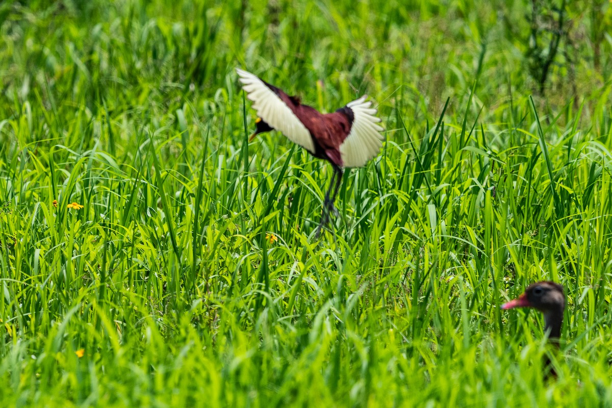 Northern Jacana - ML637366813