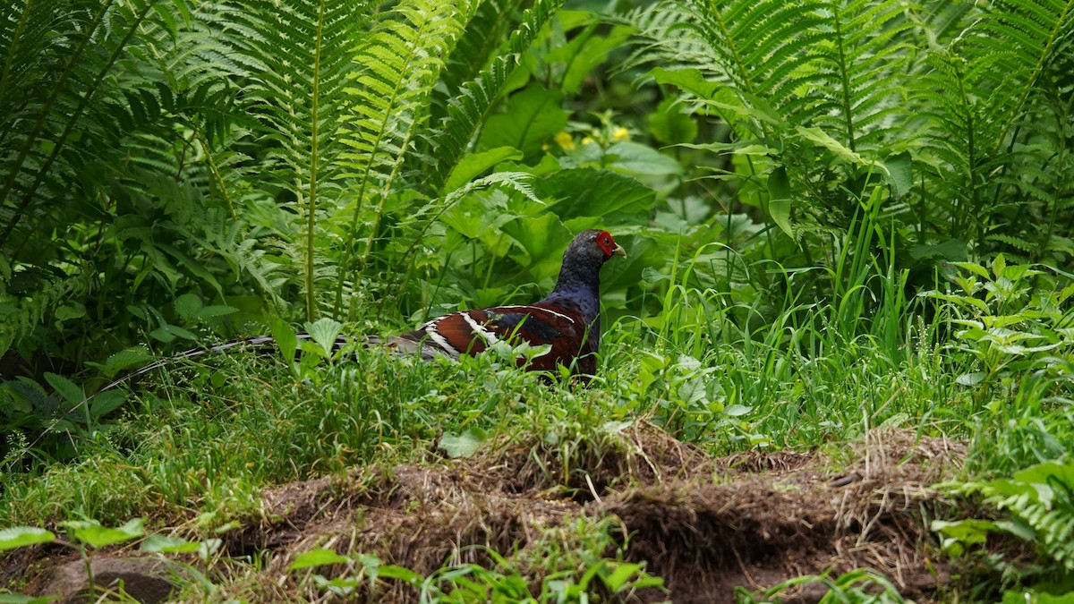 Mrs. Hume's Pheasant - ML637366817