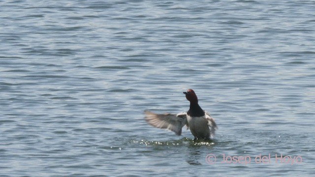 Common Pochard - ML637366835