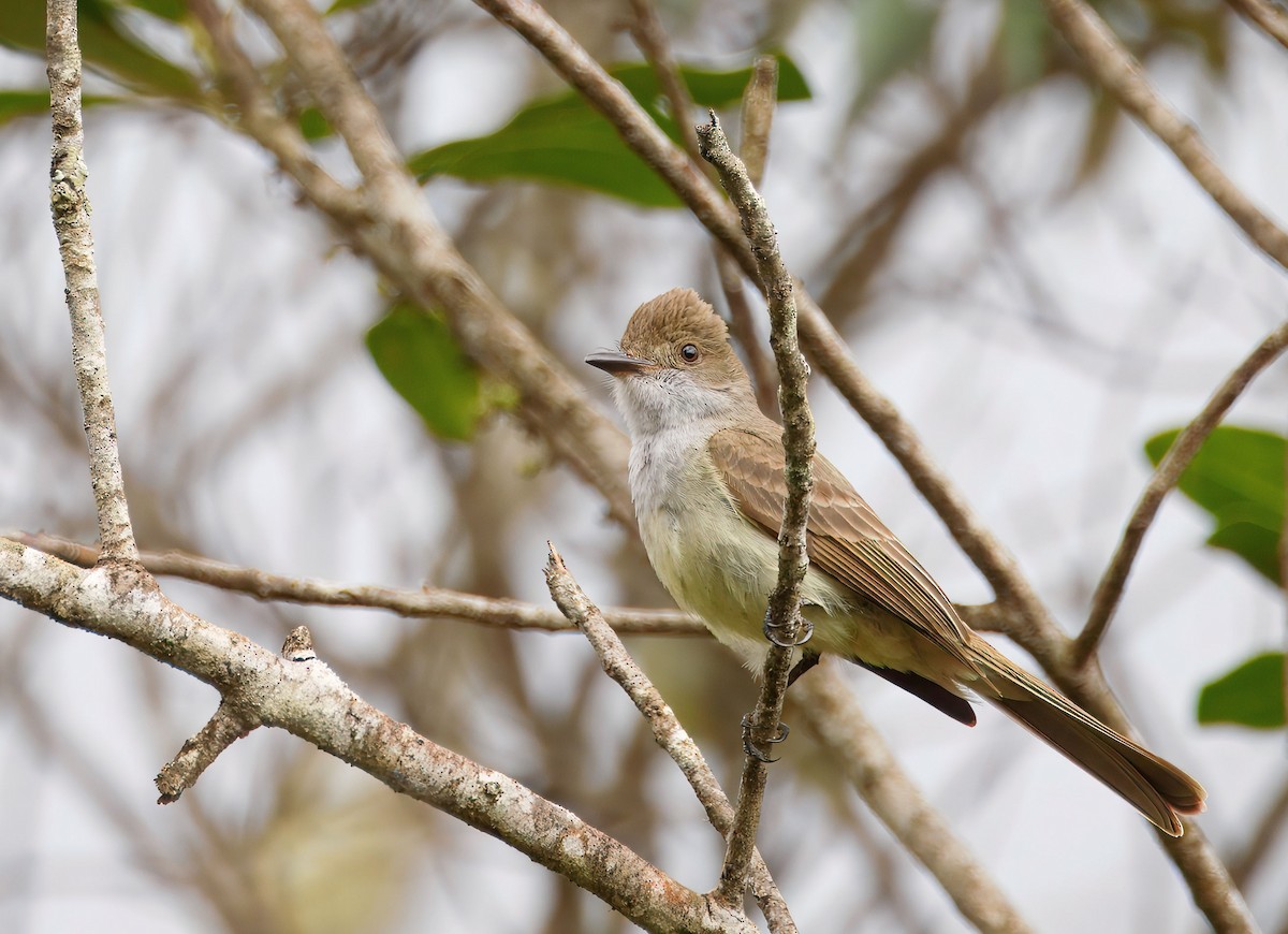 Swainson's Flycatcher - ML637366837