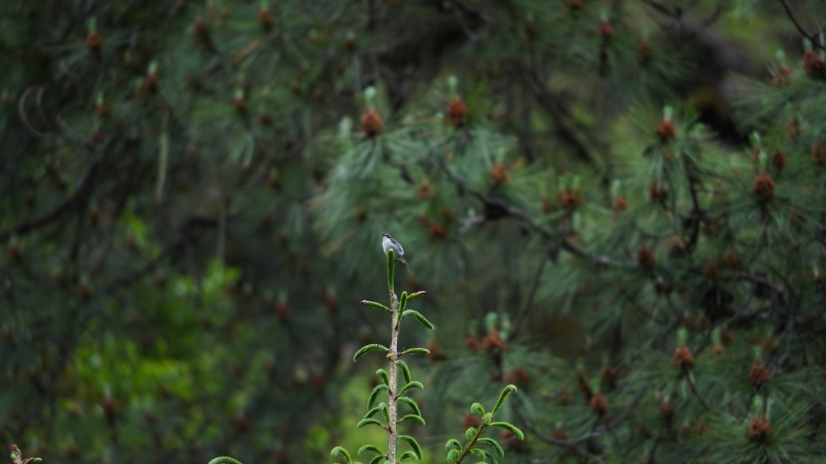 Gray Bushchat - ML637366841