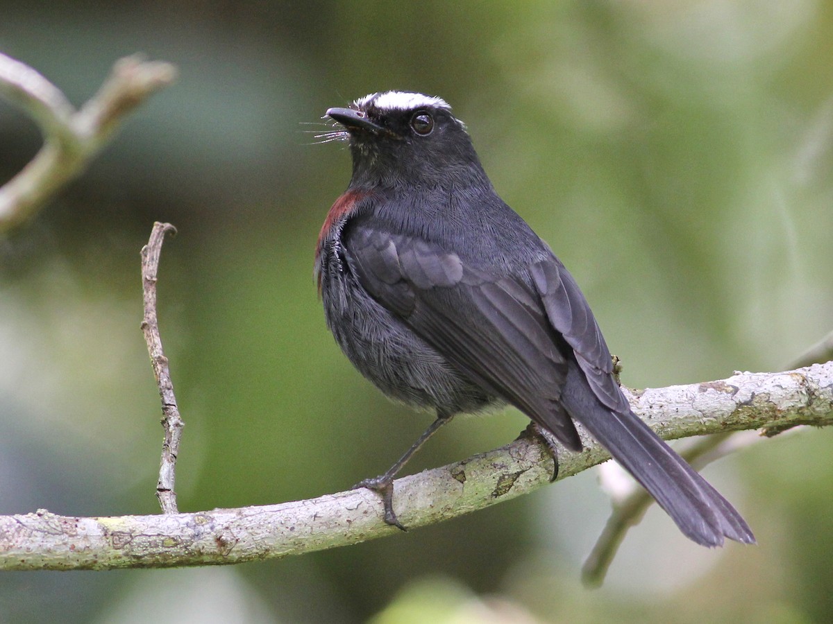 Maroon-belted Chat-Tyrant - ML637366876
