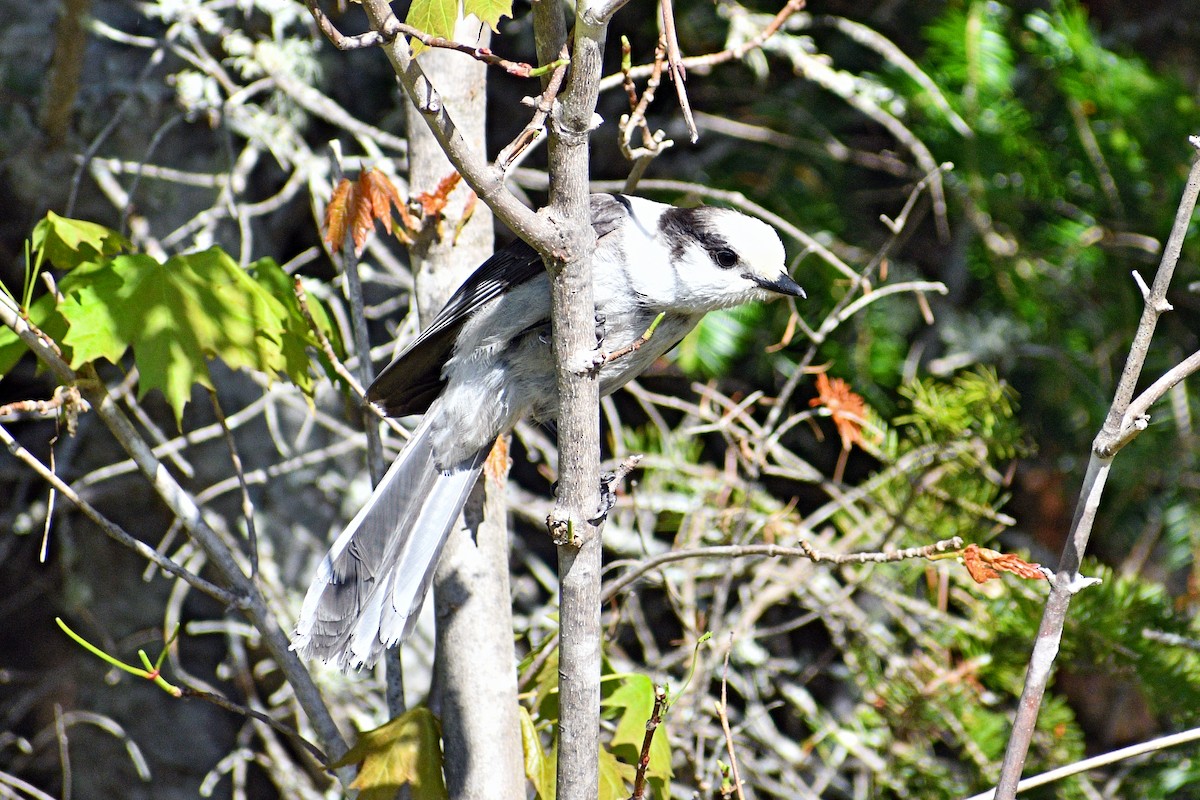 Canada Jay - ML637366928