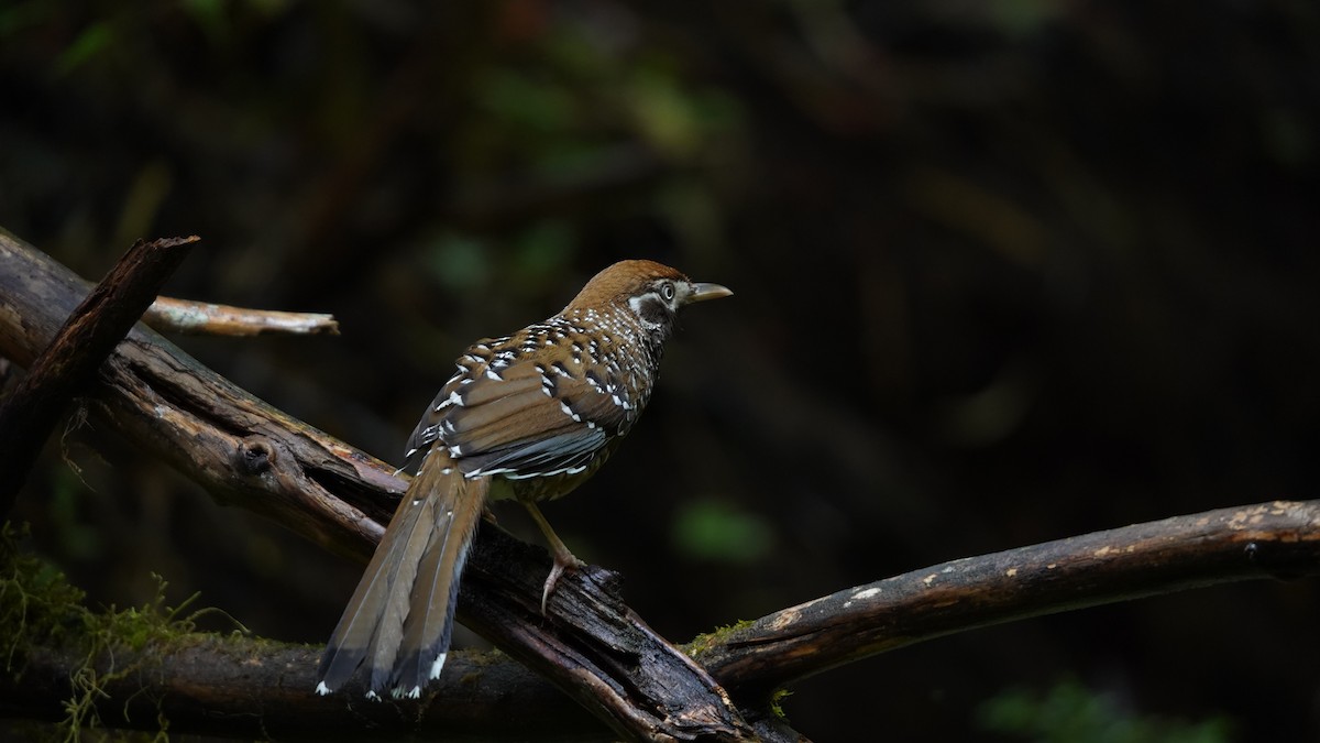 Biet's Laughingthrush - ML637366961