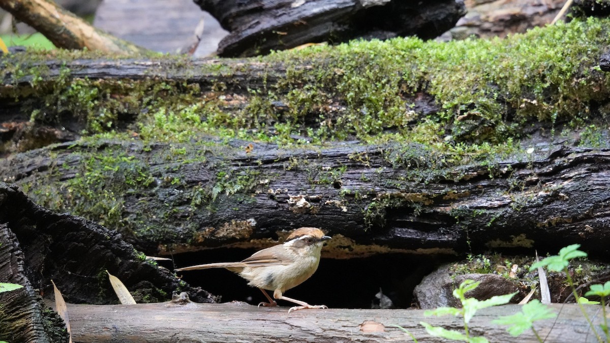Rusty-capped Fulvetta - ML637366969
