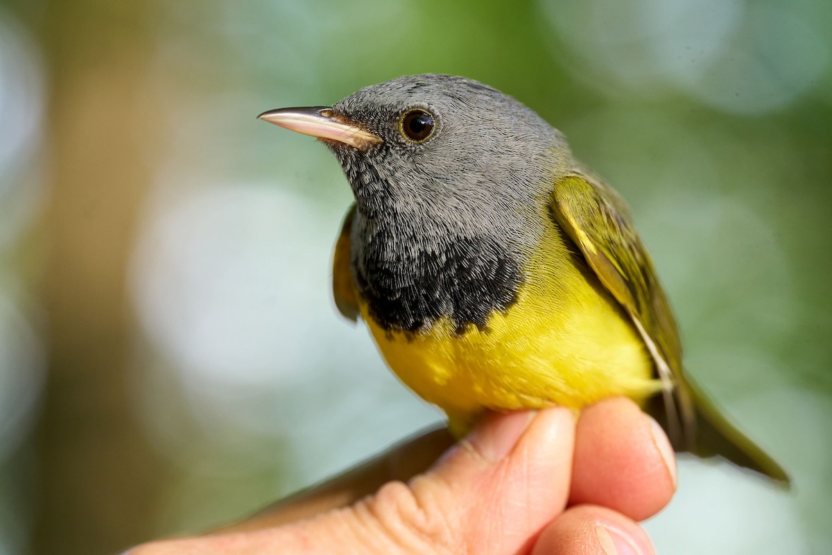 Mourning Warbler - Alex Eisengart