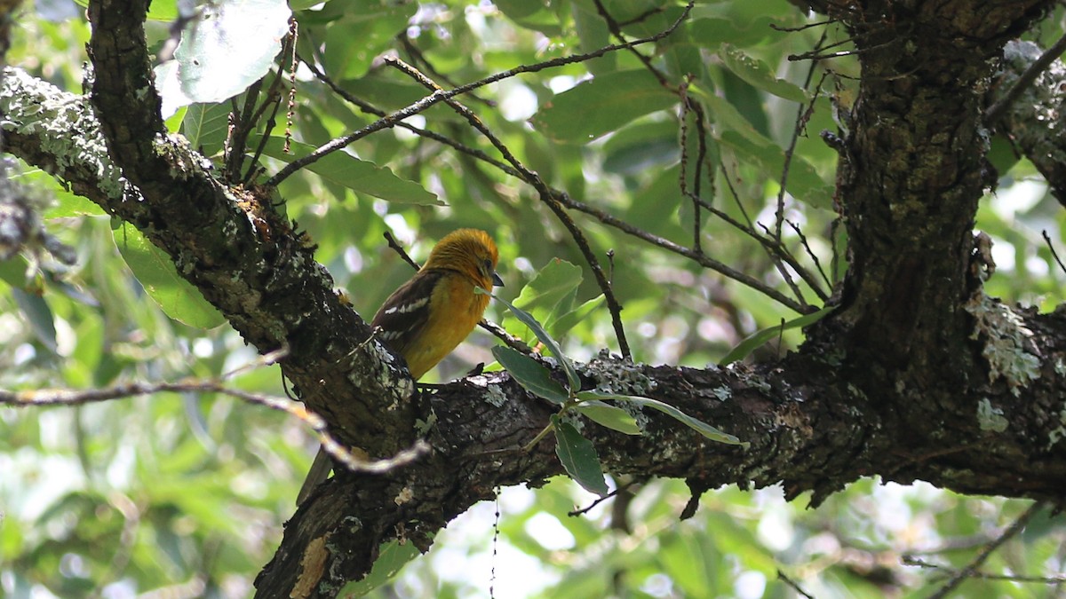 Flame-colored Tanager - ML637367026