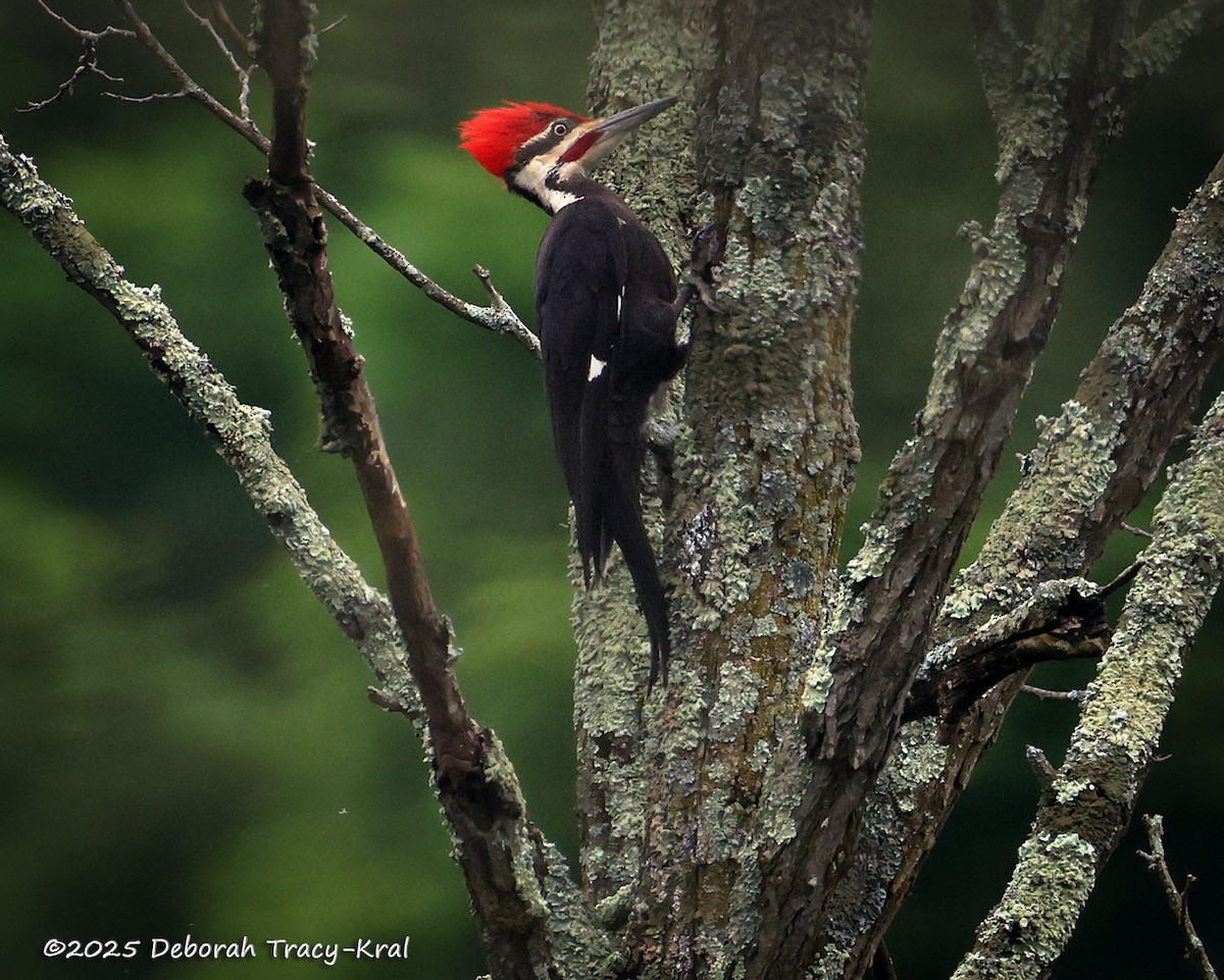 Pileated Woodpecker - ML637367090
