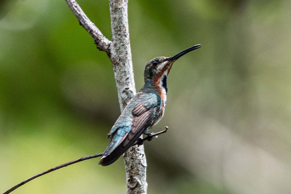 Green-breasted Mango - ML637367140
