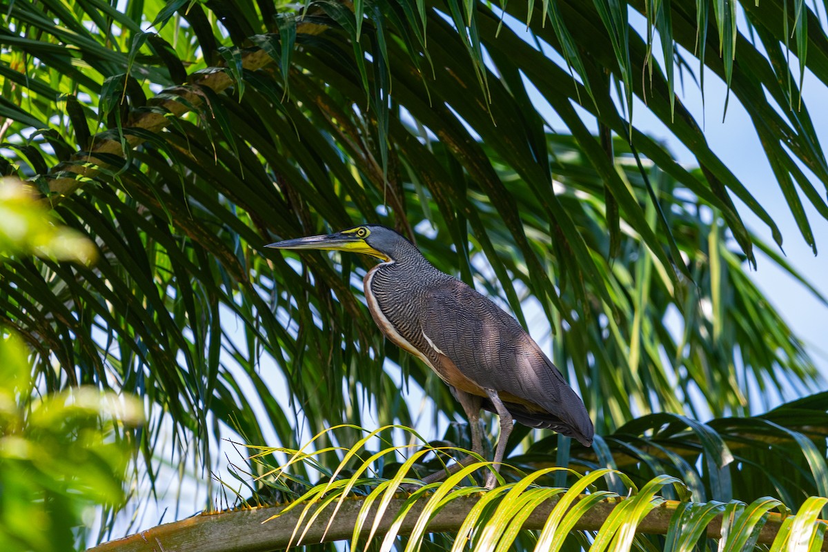 Bare-throated Tiger-Heron - ML637367147