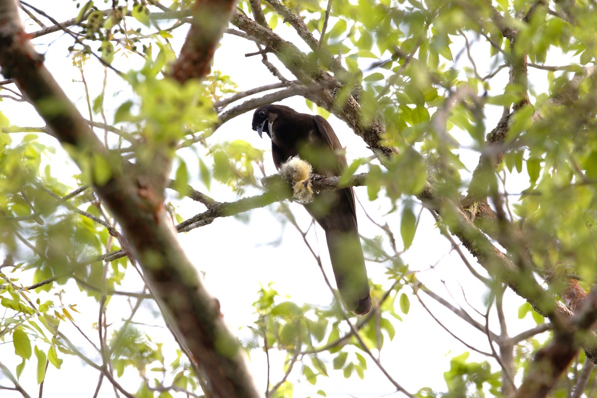 Brown Jay - ML637367149