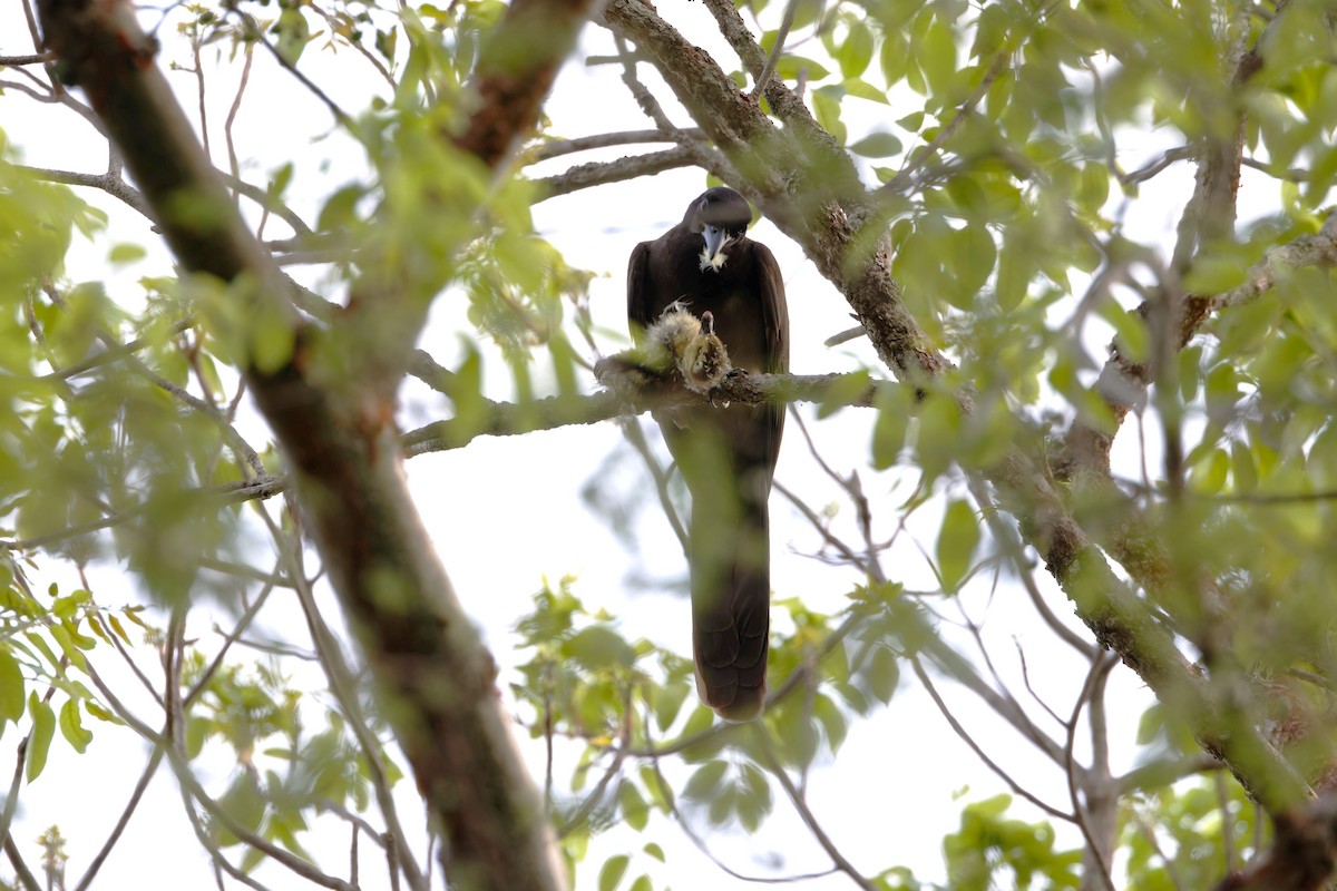 Brown Jay - ML637367151