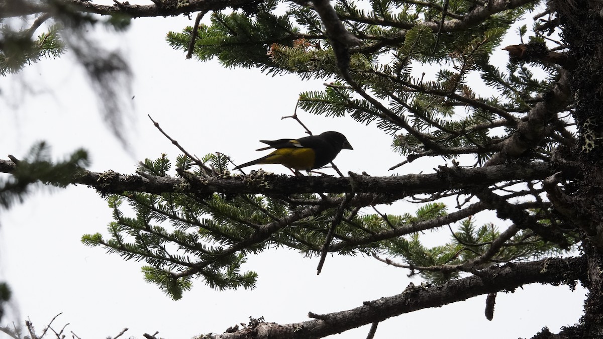 White-winged Grosbeak - ML637367160