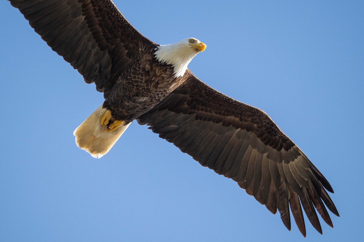 Bald Eagle - ML637367182