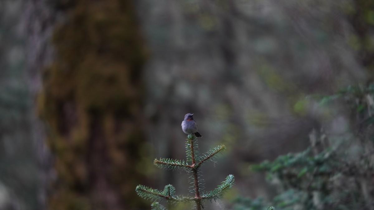 Rufous-gorgeted Flycatcher - ML637367187