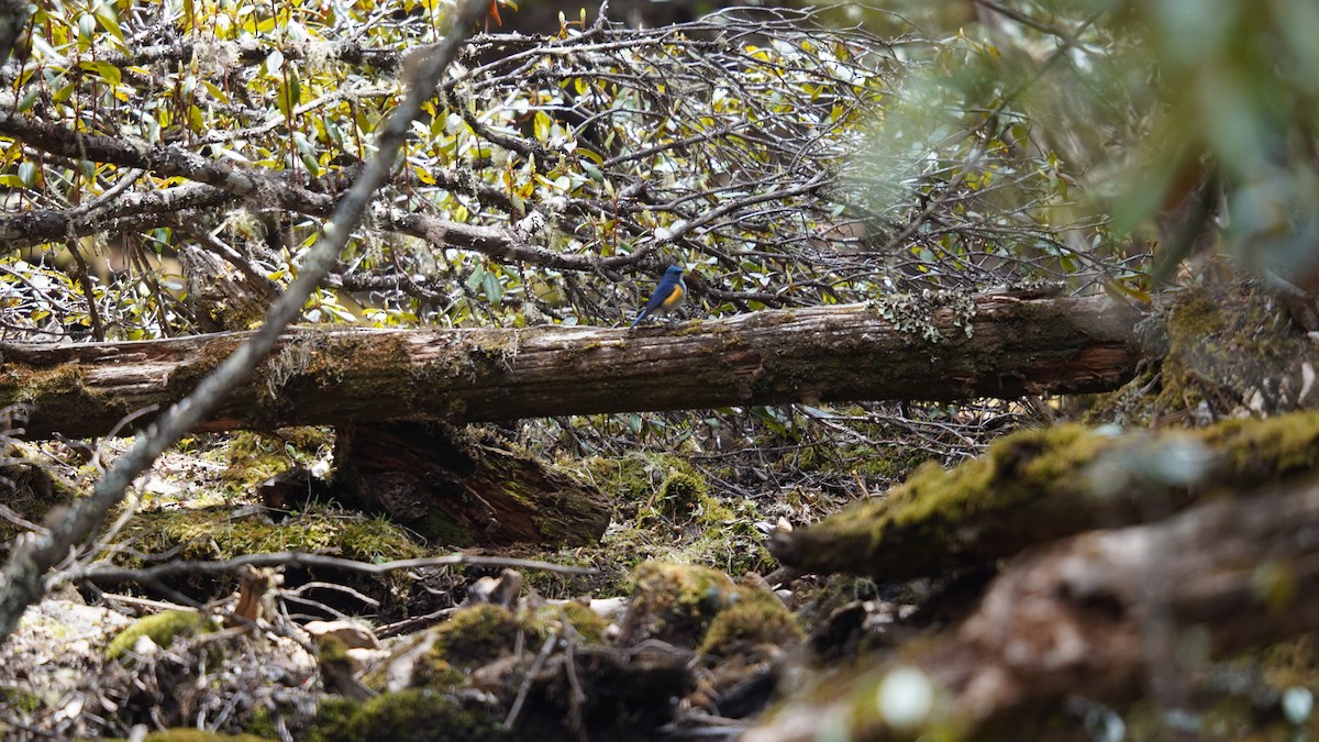 Himalayan Bluetail - ML637367191