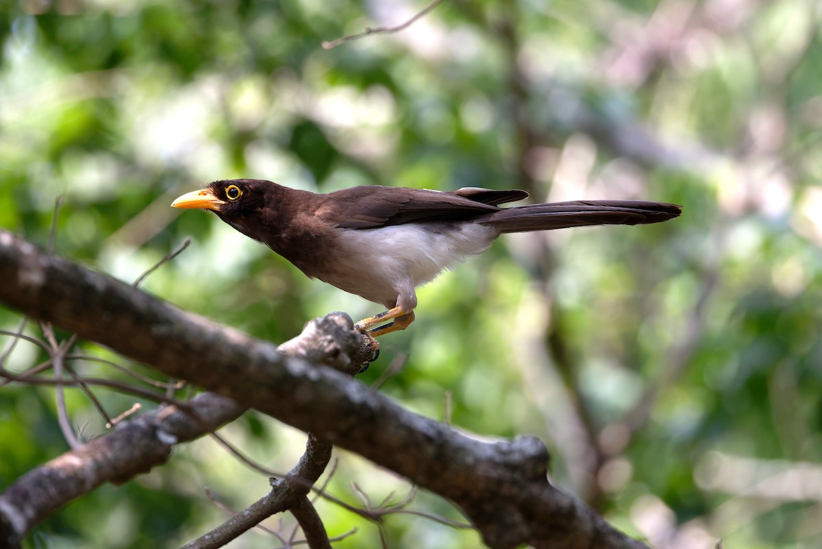 Brown Jay - ML637367202