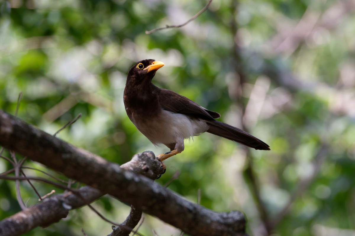 Brown Jay - ML637367203