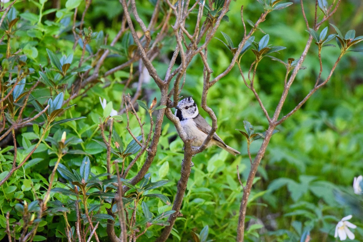 Crested Tit - ML637367324