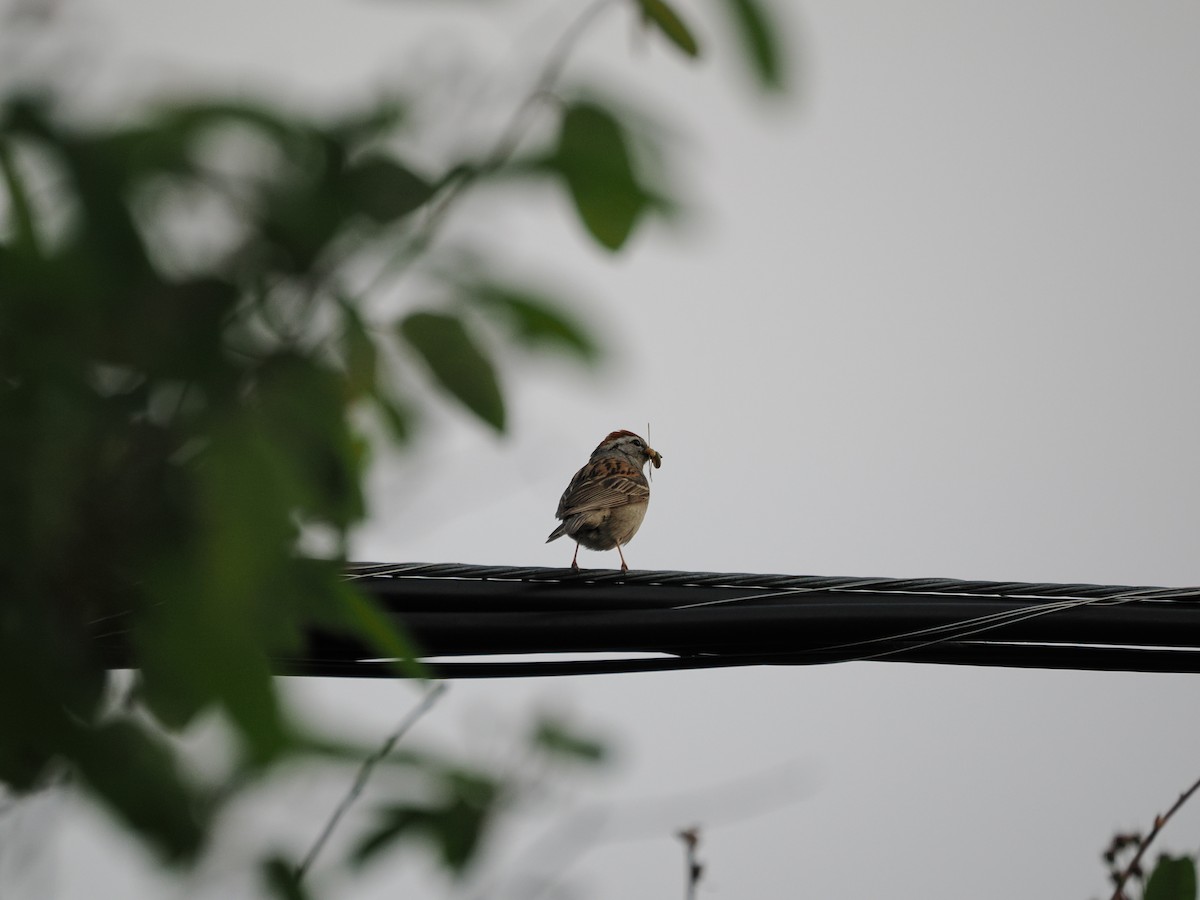 Chipping Sparrow - ML637367419