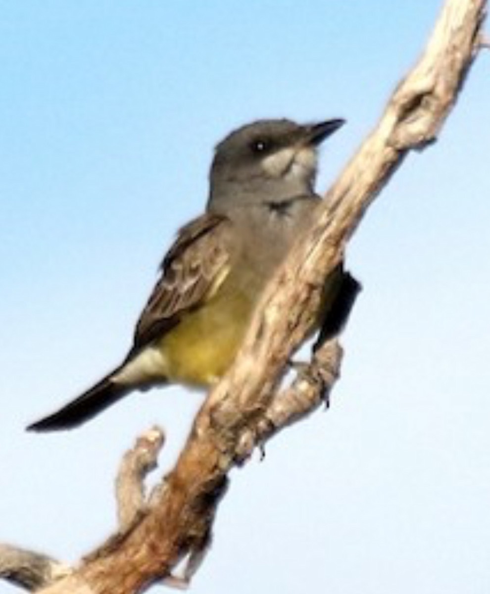 Cassin's Kingbird - ML637367420