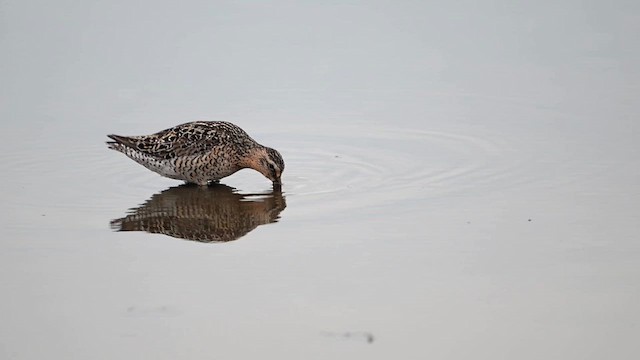 Short-billed Dowitcher - ML637367424