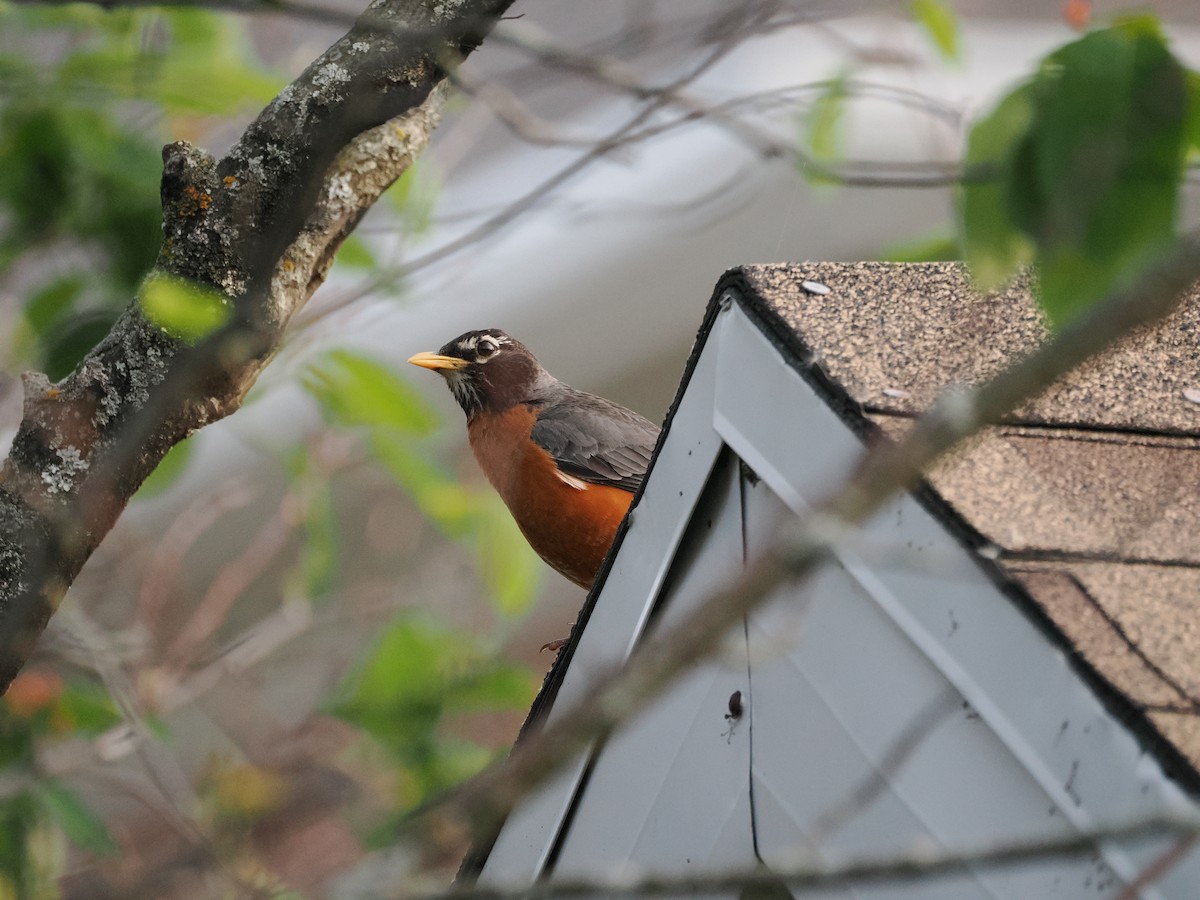 American Robin - ML637367426