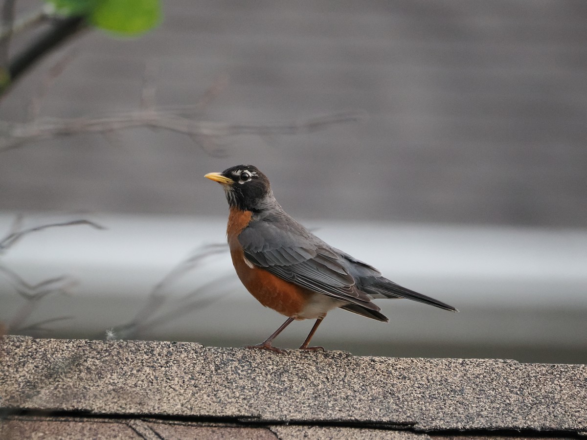 American Robin - ML637367427
