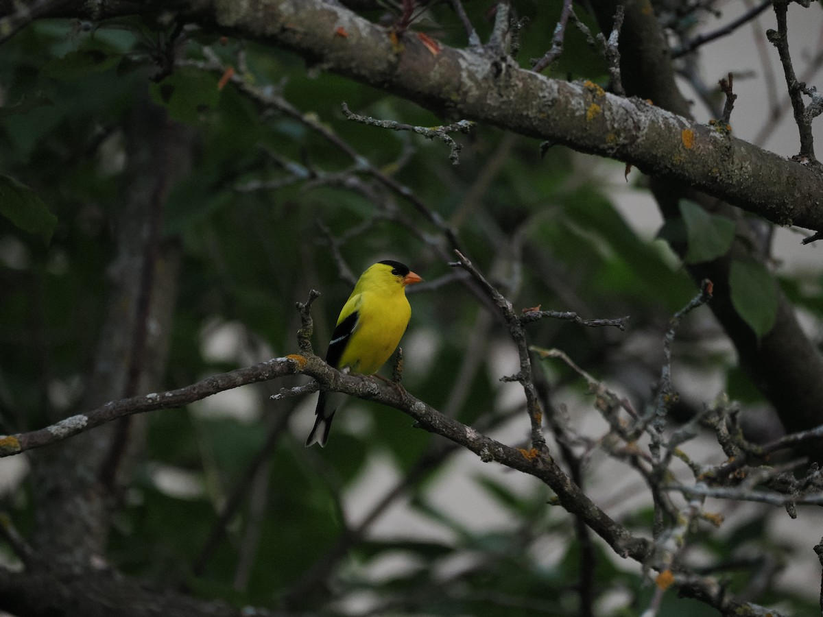 American Goldfinch - ML637367435