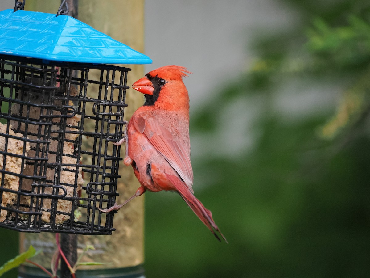 Northern Cardinal - ML637367440