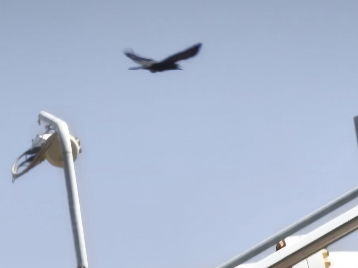 Brown-necked Raven - ML637367642