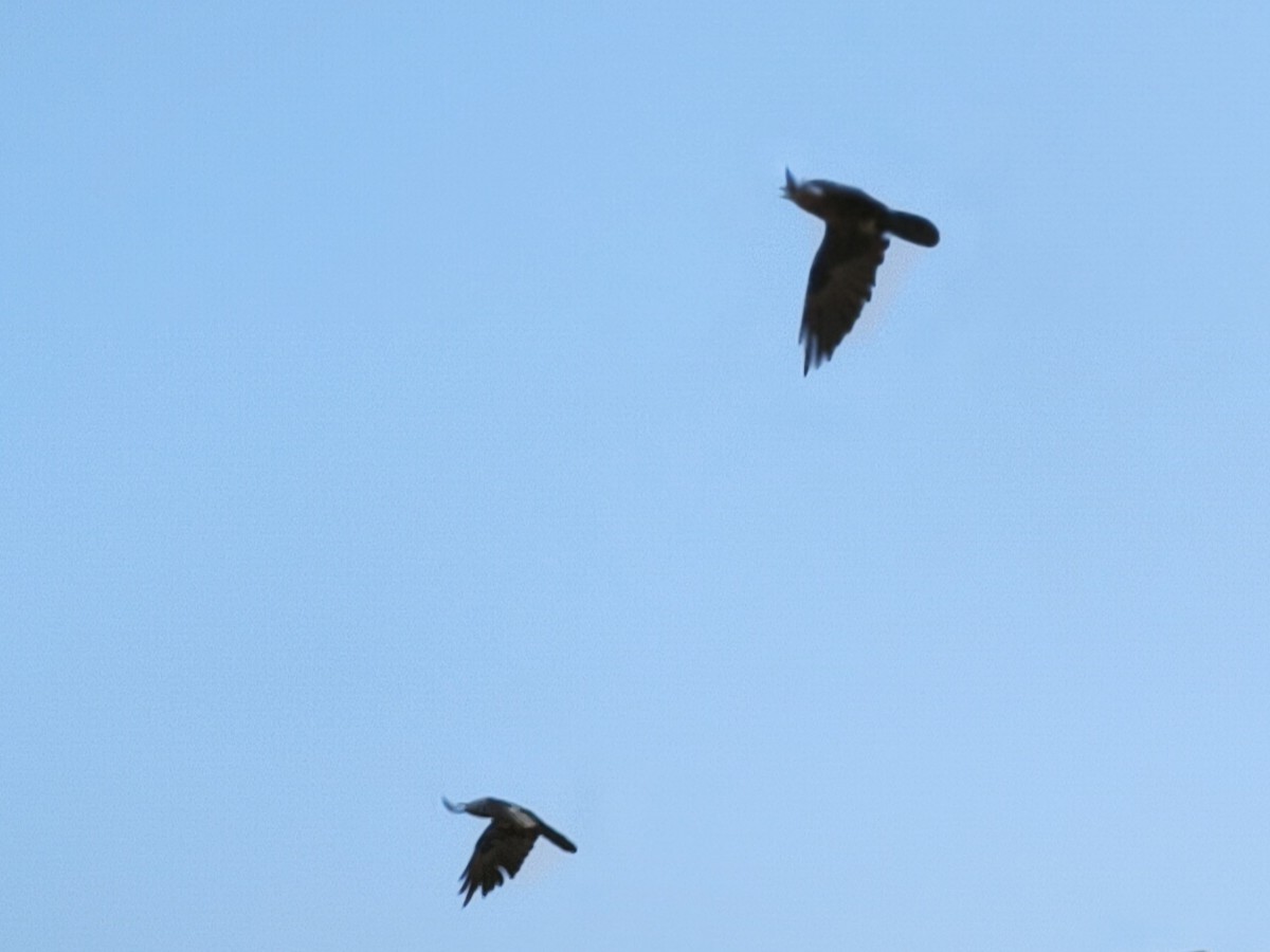 Brown-necked Raven - ML637367643