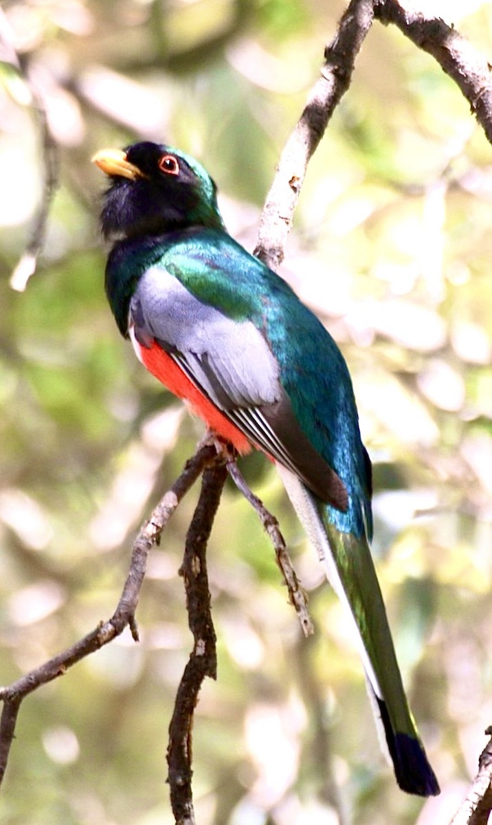 Elegant Trogon - ML637367660