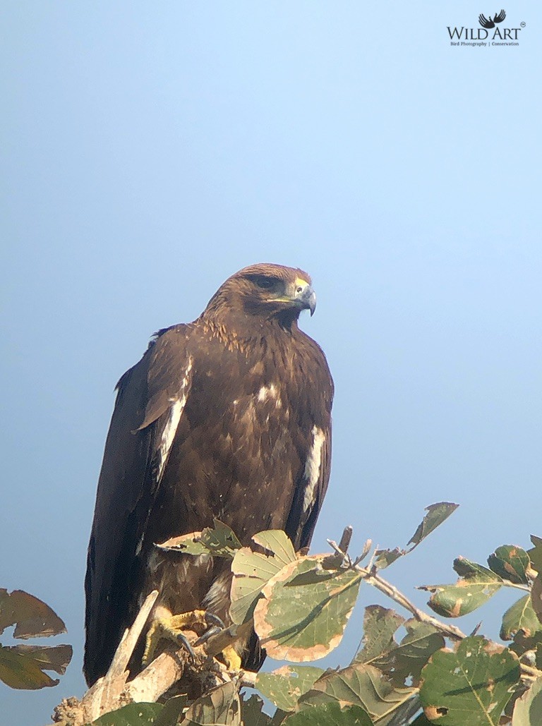 orel skalní - ML637367677