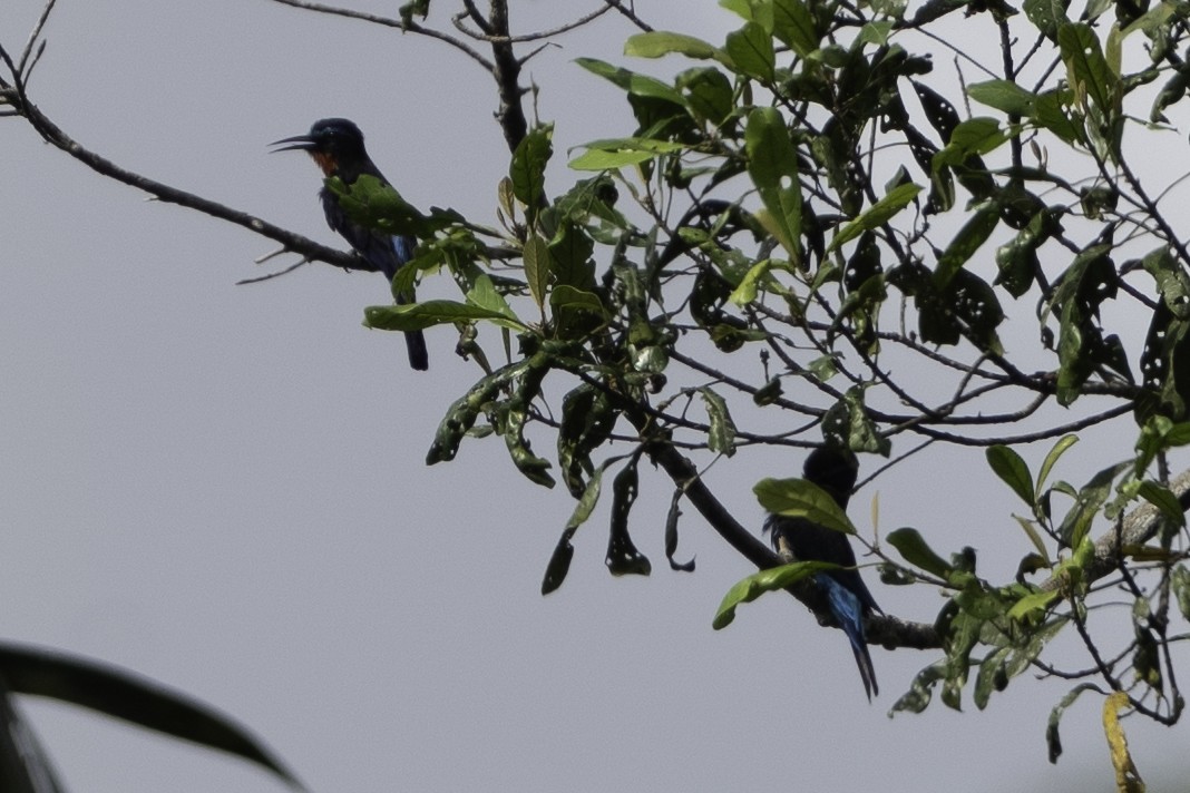 Guêpier noir - ML637367737