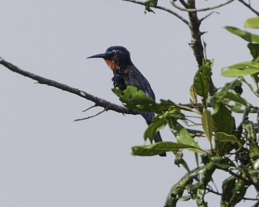 Guêpier noir - ML637367741