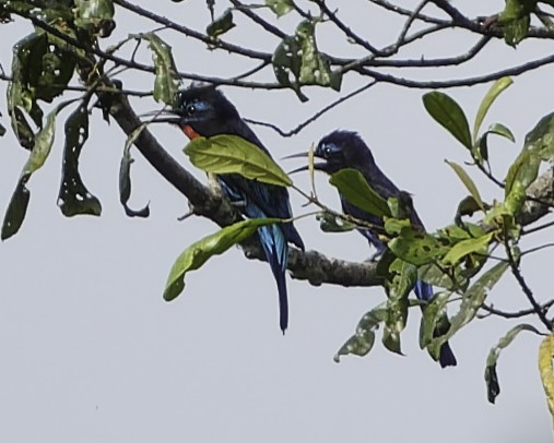 Guêpier noir - ML637367742