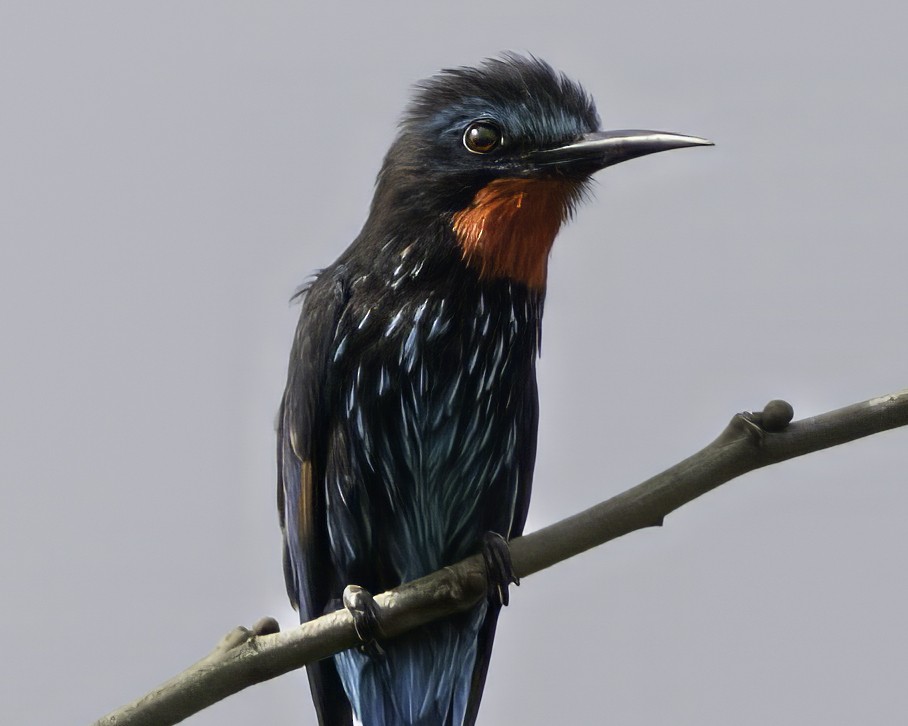 Guêpier noir - ML637367745